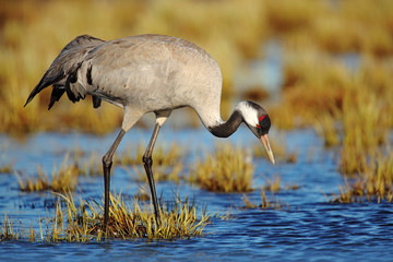 Common Crane, Grus grus, big bird in the nature habitat, Lake Hornborga, Sweden. Wildlife scene from Europe. Grey crane with long neck.