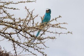 Abyssinian roller (Coracias abyssinicus)