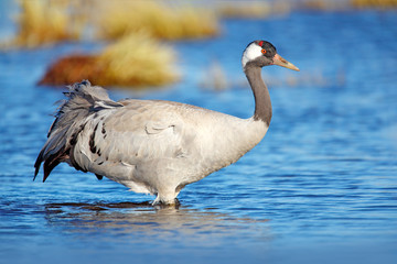 Common Crane, Grus grus, big bird in the nature habitat, Lake Hornborga, Sweden. Wildlife scene from Europe. Grey crane with long neck.