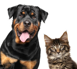 Close-up of Cat and Dog isolated on white