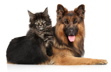 Cat with dog together