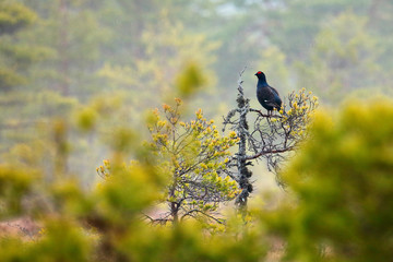 Black grouse on the bog meadow. Lekking nice bird Grouse, Tetrao tetrix, in marshland, Sweden. Spring mating season in the nature. Wildlife scene from north Europe.