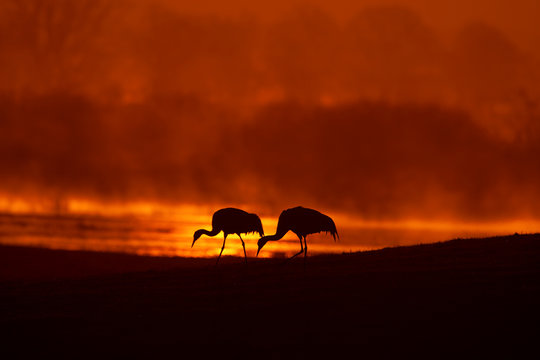 Birds in foggy morning orange sunrise. Common Crane, Grus grus, big bird in the nature habitat, Lake Hornborga, Sweden. Wildlife scene from Europe. Grey crane with long neck.