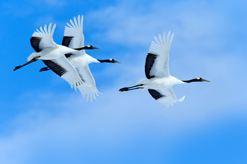 Three birds on the sky. Flying white birds Red-crowned cranes, Grus japonensis, with open wings,...