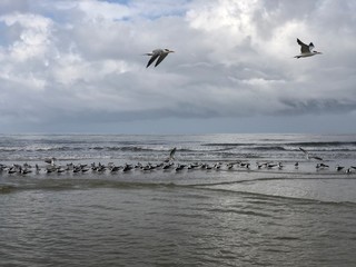 Shore birds ocean morning