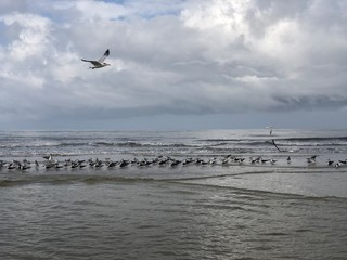 Sea Birds Ocean morning