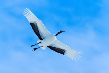 Fototapeta premium Crane, winter scene with snowflakes. Wildlife scene from snowy nature. Two Red-crowned cranes in snowy meadow, Hokkaido, Japan. Cold day in the nature, bog white bird in the habitat.