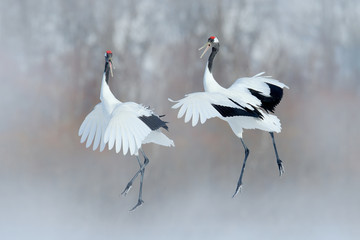 Naklejka na ściany i meble Dancing pair of Red-crowned crane with open wings, winter Hokkaido, Japan. Snowy dance in nature. Courtship of beautiful large white birds in snow. Animal love mating behaviour, bird dance.
