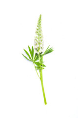 Lupin white flower on white background
