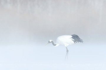 Snow storm in the nature. Red-crowned crane, Grus japonensis, walking in the snow, Hokkaido, Japan. Beautiful bird in the nature habitat. Wildlife scene from nature. Bird behaviour in the winter.