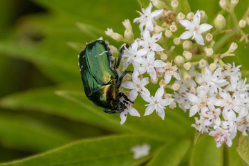 Closeup of a green metallic beetle (European Rose Chafer, Cetonia aurata) crawling on small white flower blossoms