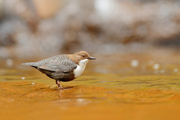 White-throated Dipper, Cinclus cinclus, brown bird with white throat in the river, waterfall in the background, animal behavior in the nature habitat, with food in the bill, nesting time.