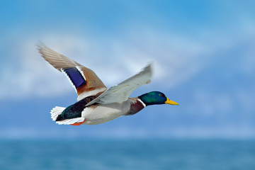 Flying water bird Mallard, Anas platyrhynchos, above the lake with mountain in the background. Bird in winter habitat, Germany. Wildlife scene from nature. Mallard in fly.