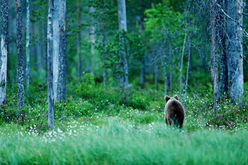 Lonely young cub bear in the pine forest. Bear pup without mother. Light animal in nature forest and meadow habitat. Wildlife scene from Finland near Russian border. Taiga during orange autumn.