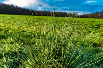 Landschaft Gras