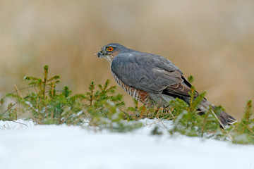 Eurasian sparrowhawk, Accipiter nisus, sitting on the snow in the forest with caught little songbird. Wildlife animal scene from nature. Bird in the winter forest habitat.