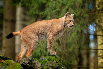 Lynx in the forest. Walking Eurasian wild cat on green mossy stone, green trees in background. Wild...