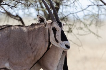East African oryx (Oryx beisa)