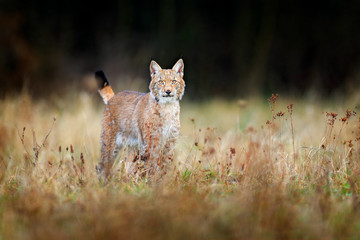 Lynx in the forest. Walking Eurasian wild cat on green mossy stone, green trees in background. Wild cat in nature habitat, Czech, Europe. Wildlife scene from nature. Beautiful fur coat animal.