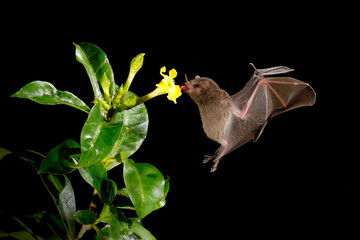 Night nature, Pallas's Long-Tongued Bat, Glossophaga soricina, flying bat in dark night. Nocturnal animal in flight with red feed flower. Wildlife action scene from tropic nature, Costa Rica. © ondrejprosicky