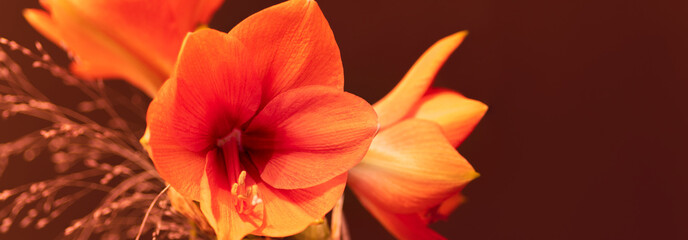 Fototapeta na wymiar Amaryllis in orange, Blüten, Panorama