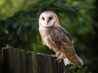 Barn owl (Tyto alba) sitting on a wooden fence. Forest in background. Barn owl portrait. Owl...