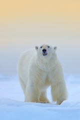 Polar bear on the ice and snow in Svalbard, dangerous looking beast from Arctic nature. Wildlife...