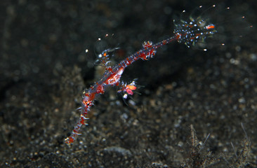 Harlequin ghost pipefish (Solenostomus paradoxus), juvenile. Picture was taken in Lembeh strait, Indonesia