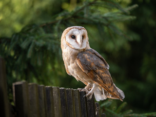 Barn owl (Tyto alba) sitting on a wooden fence. Forest in background. Barn owl portrait. Owl sitting on fence. Owl on fence.