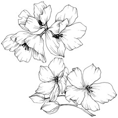 Fototapeta premium Vector. Appe blossom flowers. Wild spring leaf. Isolated apple b