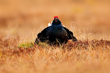 Black grouse on the bog meadow. Lekking nice bird Grouse, Tetrao tetrix, in marshland, Sweden. Spring mating season in the nature. Wildlife scene from north Europe. 