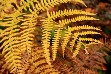 Yellow colored fern contrasting on the blurred rust and brown colored ferns and leaves in the background. Autumn in a forest.