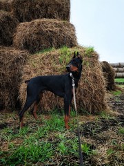 Dober