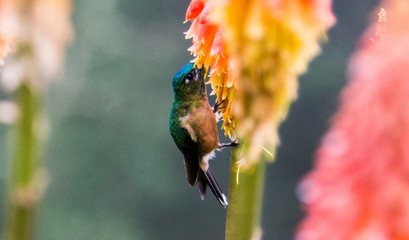 Kolibri saugt Nektar aus einer Pflanze im Hochland in Kolumbien © marksn.media
