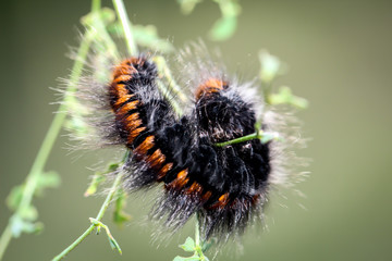 Raupe des Brombeerspinners