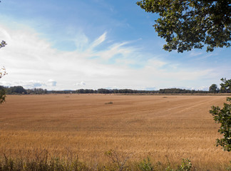 Obraz premium Getreideernte am Vänern See bei Mariestad im Värmland in Schweden. Die Strohballen liegen auf den abgeernteten Feldern.