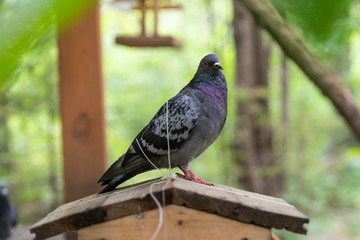 pigeon bird sitting on small wooden house for feeding birds