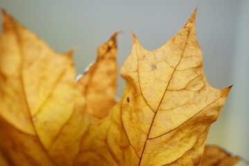 Blurred background brown dry autumn foliage closeup.