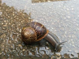 A  snail on the walkway after the rain.
