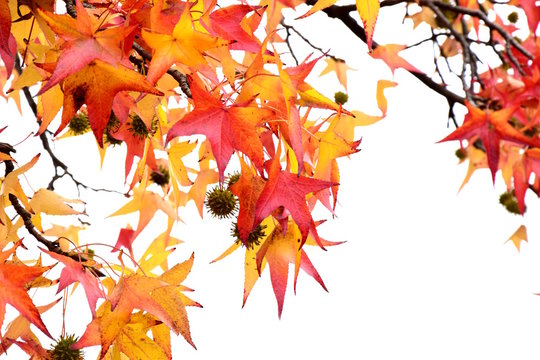 Blätter des kanadischen Amberbaumes im Herbst vor hellen Hintergrund
