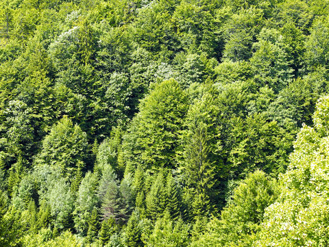 Fototapeta Forest in Lika region, Croatia