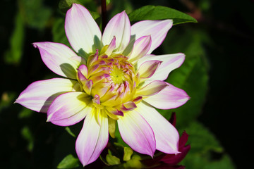 Details of white, yellow and purple dahlia flower macro close up photography. Photo in colour emphasizing texture, contrast and the abstract intricate floral patterns.
