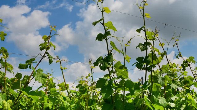 Vineyard branches grape sky clouds - Orizontal Dolly timelapse