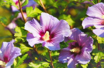 Purple flowers in the garden, summertime outdoor background