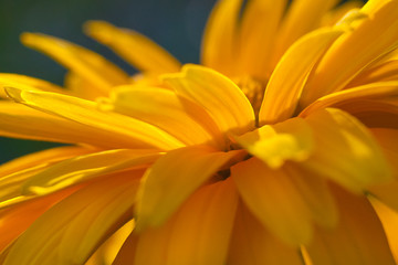 Fototapeta premium Close up view on a fragment of yellow daisy flower (shallow depth of field, macro)