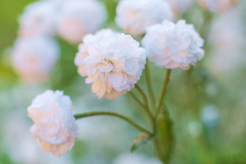 Fototapeta premium Close up view on a white flowers of Gypsophila paniculata (shallow depth of field, macro)