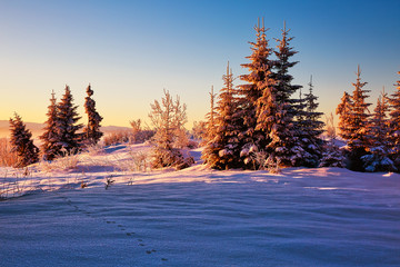 Fir trees covered with frost at sunrise on the slope in Tatranska Lomnica, popular travel destination and ski resort in Slovakia