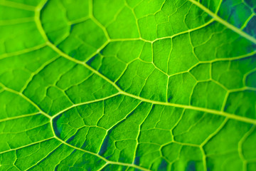 Close-up view on a green leaf as background (shallow depth of field, macro)