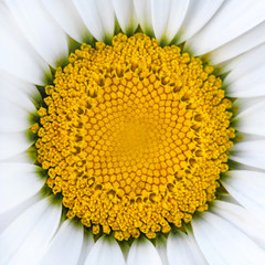 Close up view on a center of chamomile  flower as  background, texture (square aspect ratio)