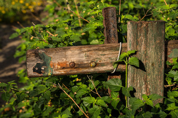 In an abandoned garden